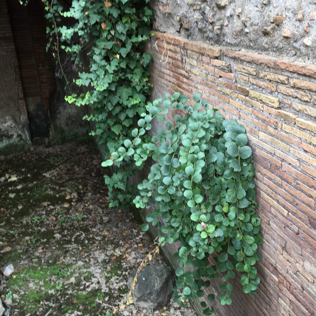 Plants on roman ruins