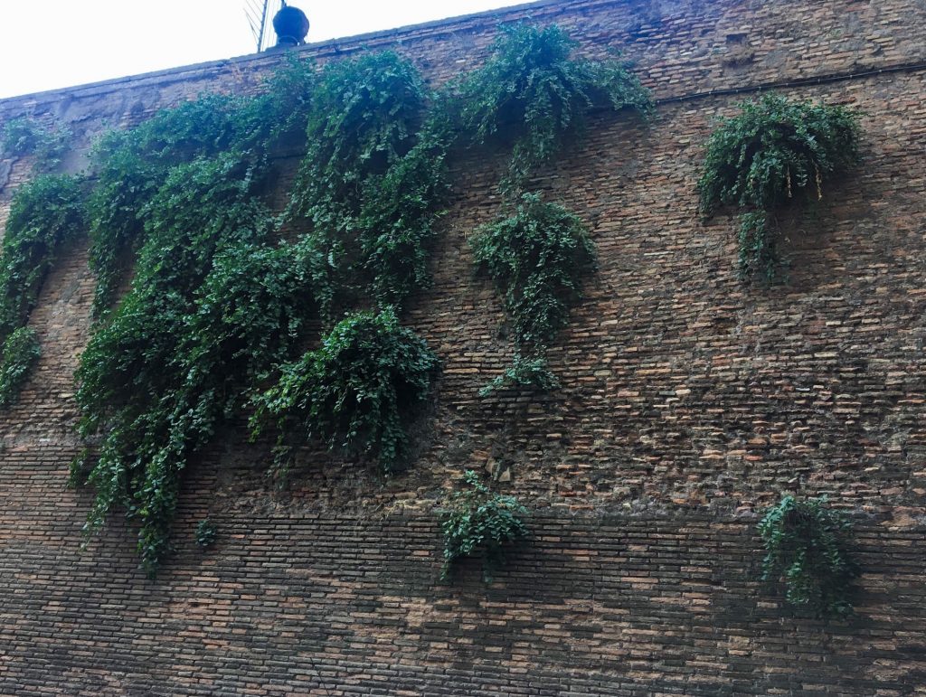 Roman wall with hanging plants