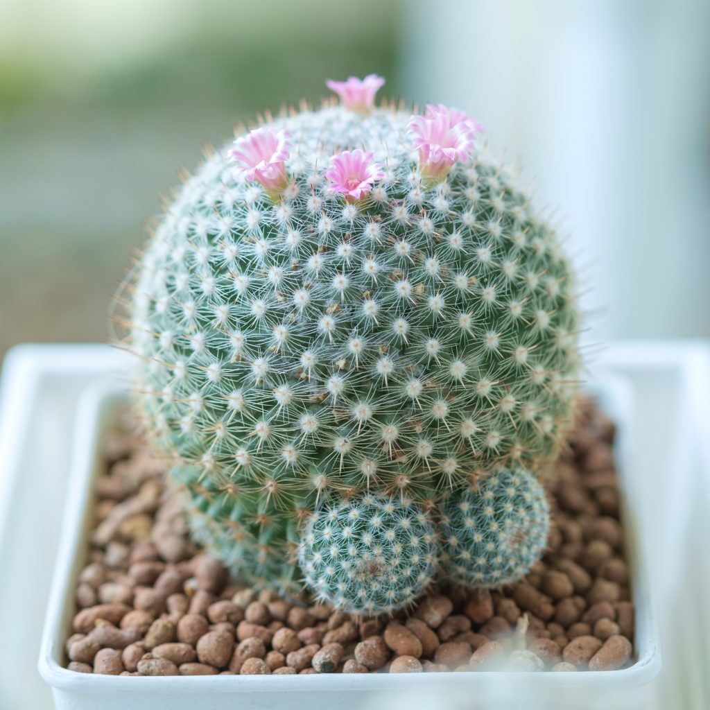 flowering cactus houseplant with gravel