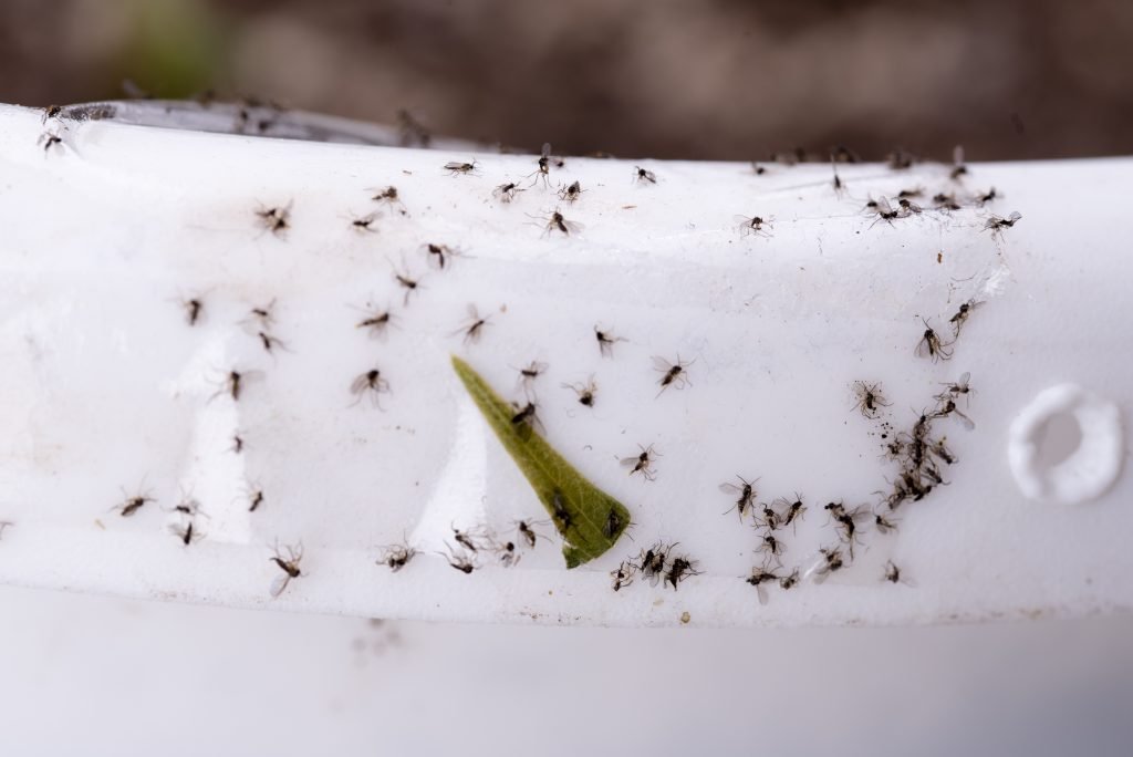 fungus gnats on sticky tape - double sided tape will help trap fungus gnant pests